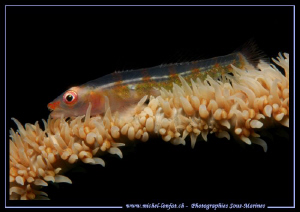 Just a beautiful Symbiotic Goby on it's coral... These ar... by Michel Lonfat 